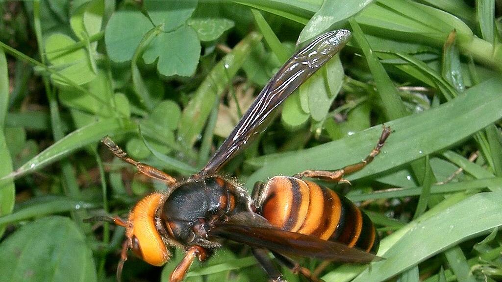 Vespa Mandarinia