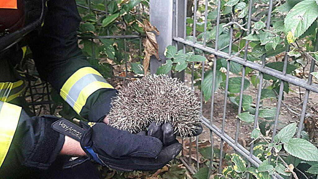Der Igel konnte kurz danach in Freiheit entlassen werden.