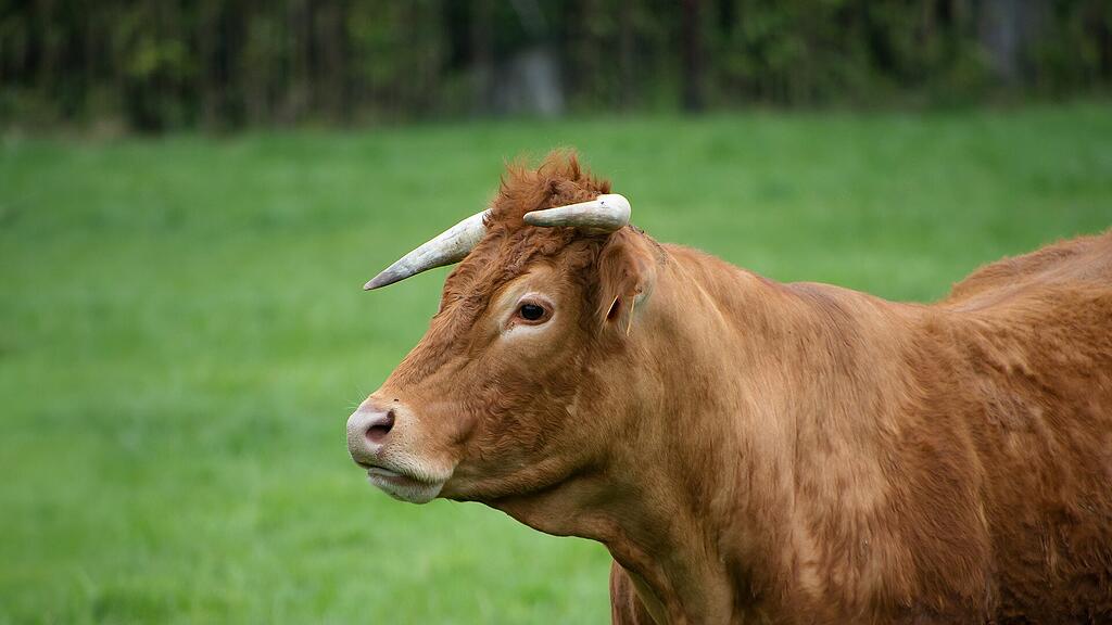 symb_Stier