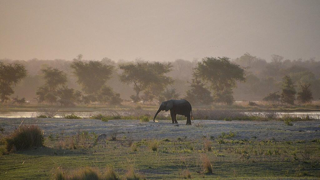 Elefant, Simbabwe, Afrika, SB