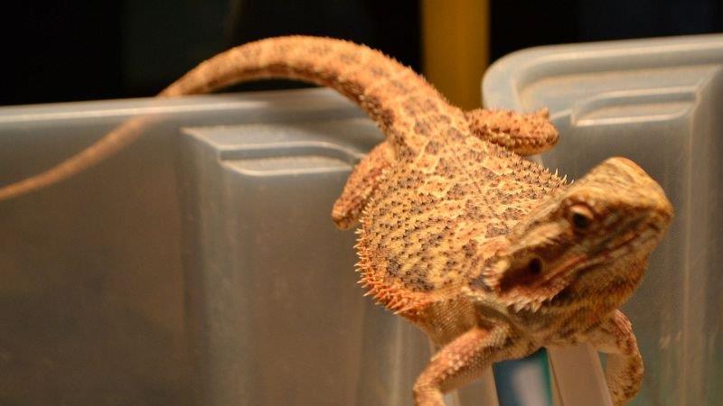 Leserreporter bei der Exotica Reptilienbörse in Wien