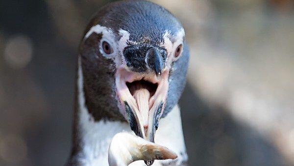 Pinguine könnten sich schon viel früher entwickelt haben