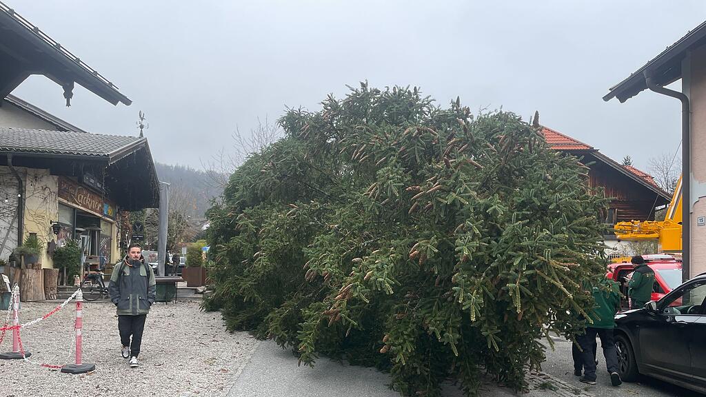 christbaumernte ebenau