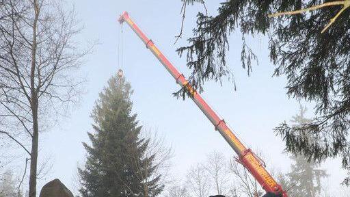 Christbaum für Salzburger Christkindlmarkt wird in Lamprechtshausen gefällt