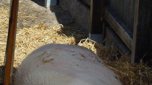 Impressionen der Tiere