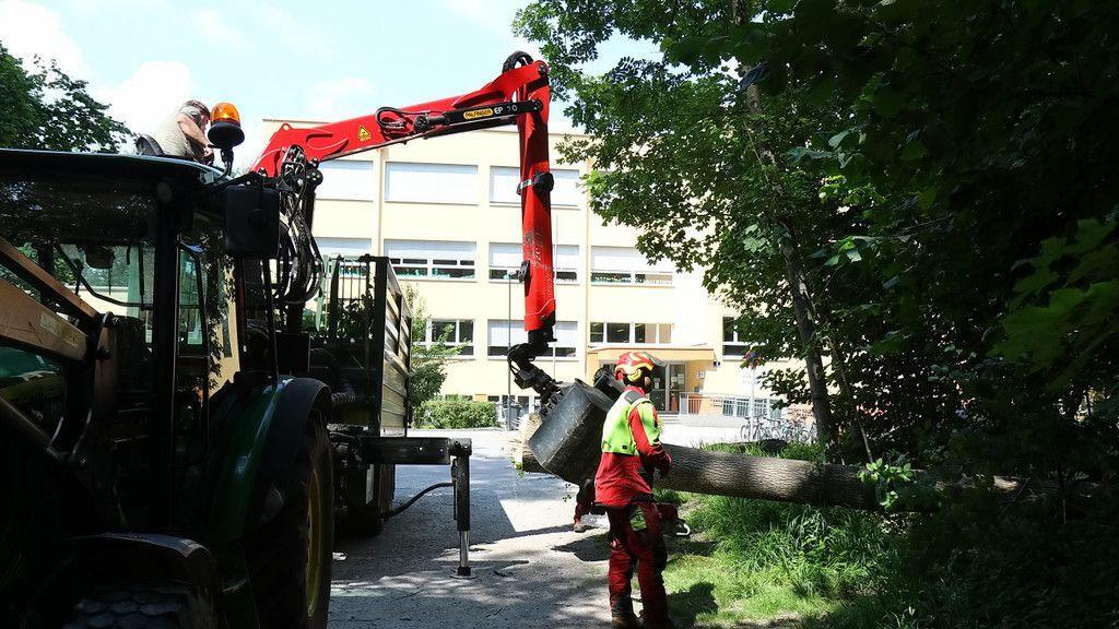 Eschensterben: Baumpflege in der Josefiau