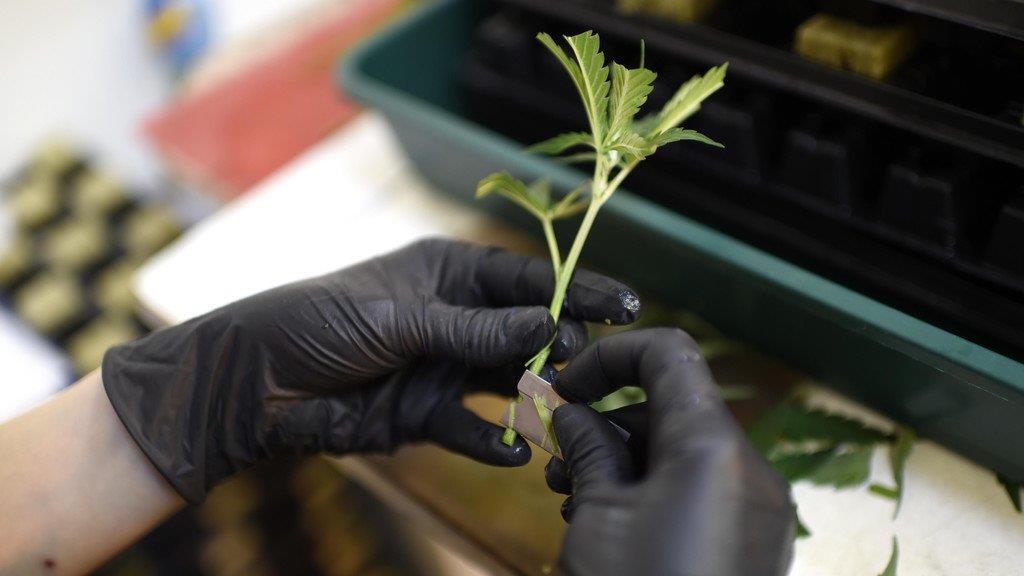 Legale Cannabiszucht
