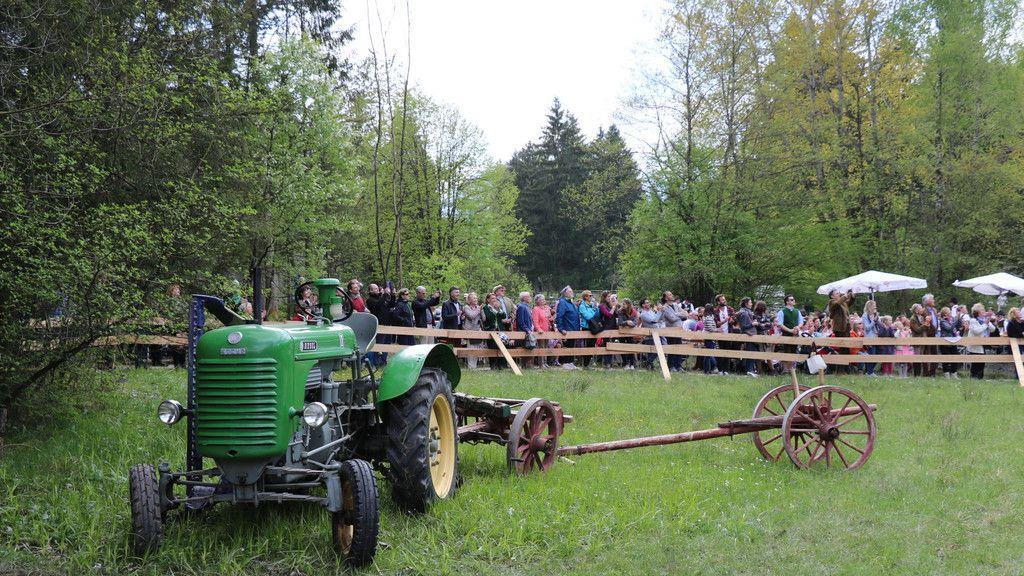 Maibaumaufstellen im Freileichtmuseum