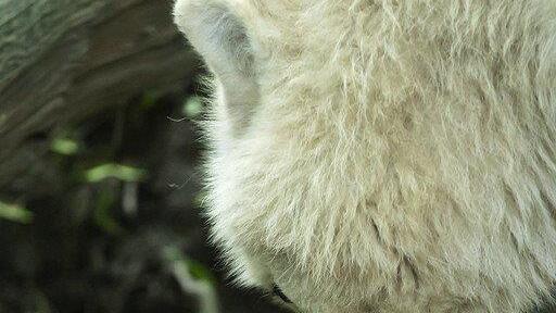 Nachwuchs: Arktische Wölfe in Schönbrunn haben fünf Babys