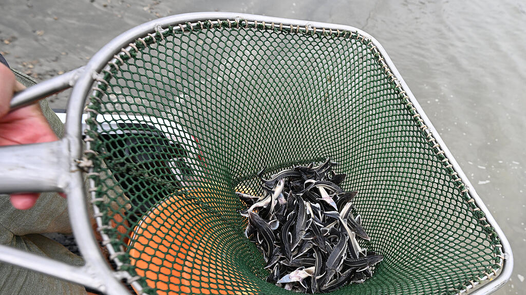 300.000 Störe in der Donau ausgewildert