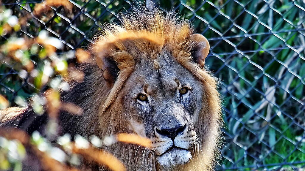 Andrang auf Zoo Hellbrunn