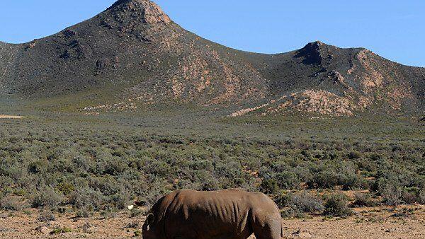 Ein Nashorn im "Aquila Private Game Reserve"