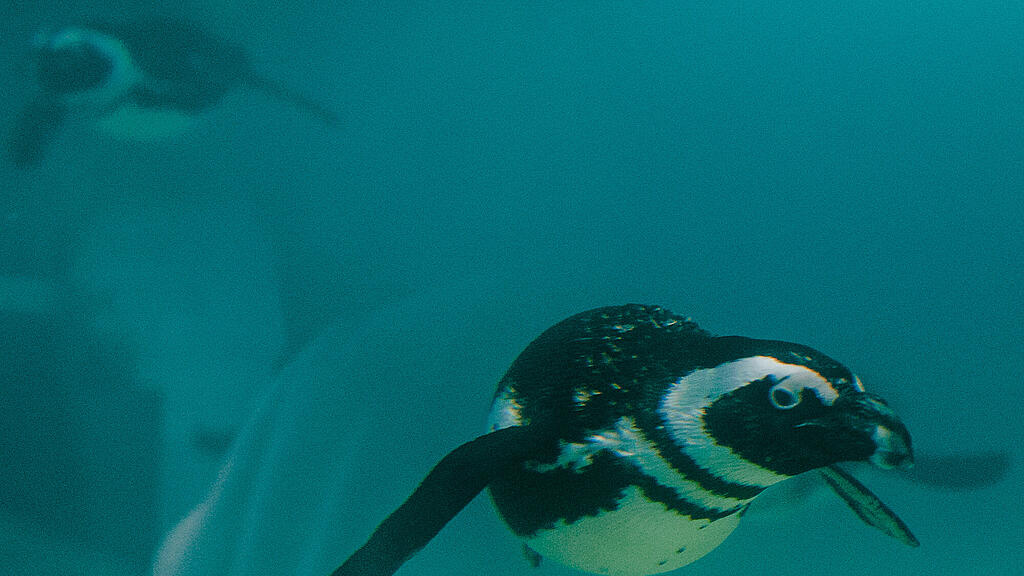 Zoo Salzburg, Brillenpinguin, Pinguin