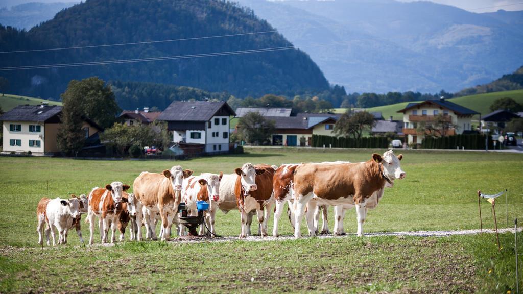 Almabtrieb St. Wolfgang II