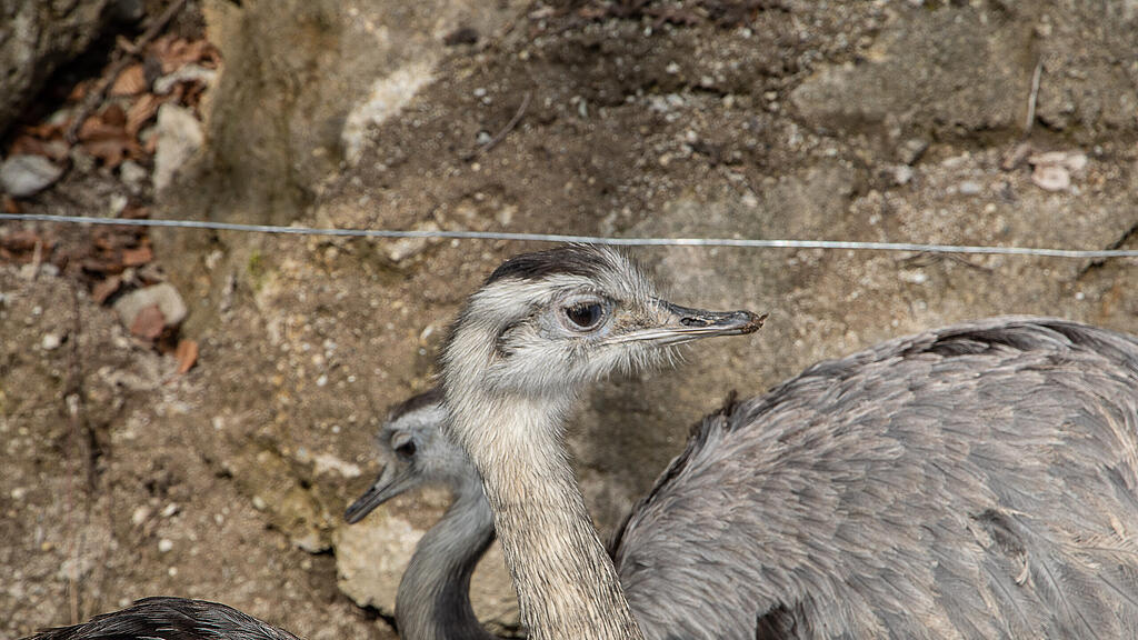 Frühlingserwachen im Zoo