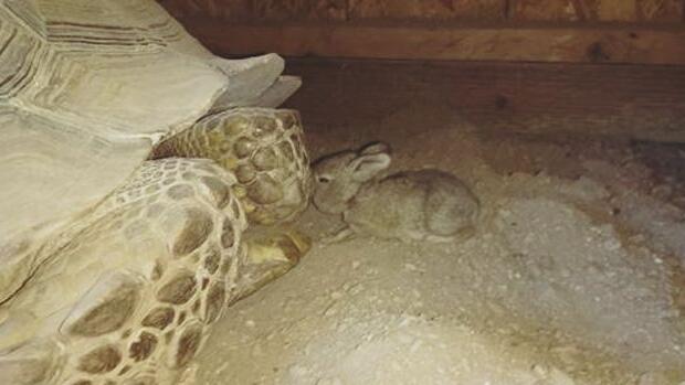 Schildkröte und Hase beim Kuscheln.
