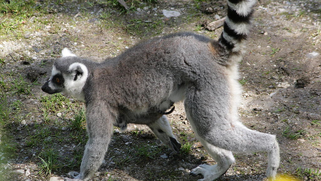 Kattas Zoo Salzburg