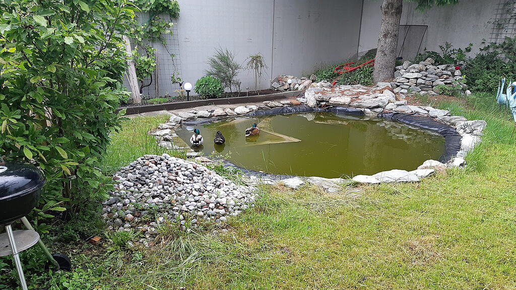 Ente mit Angelhaken verletzt