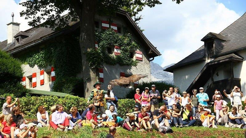 Falkenshow auf Burg Hohenwerfen