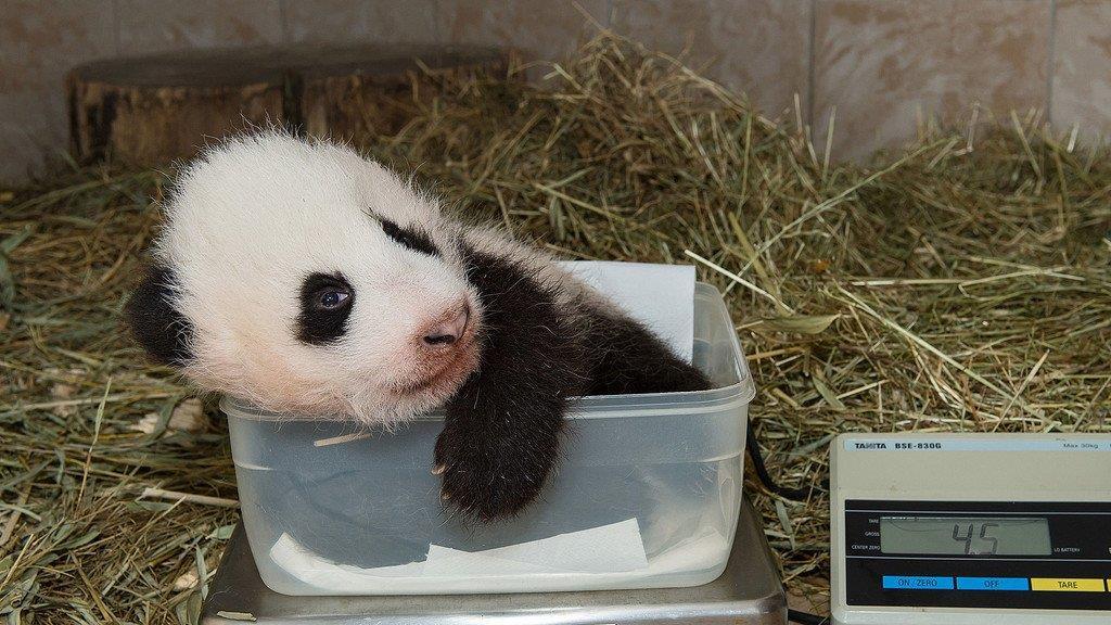 Jüngster Panda-Bub im Tiergarten Schönbrunn beim Wiegen