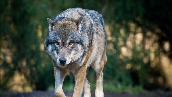 Einige fühlen sich vom Wolf bedroht, die anderen freut dessen Rückkehr in Salzburg.