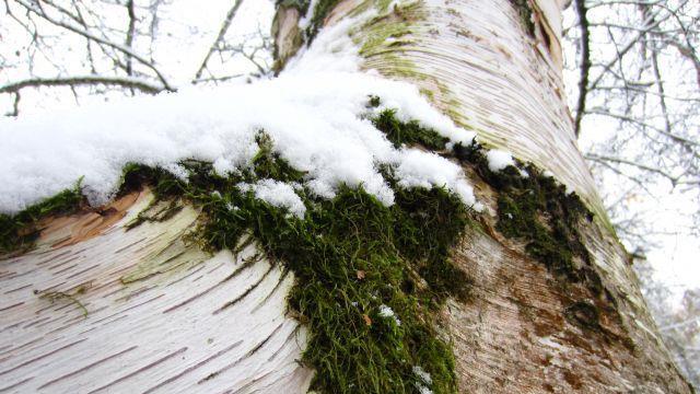 So schön kann der Winter sein