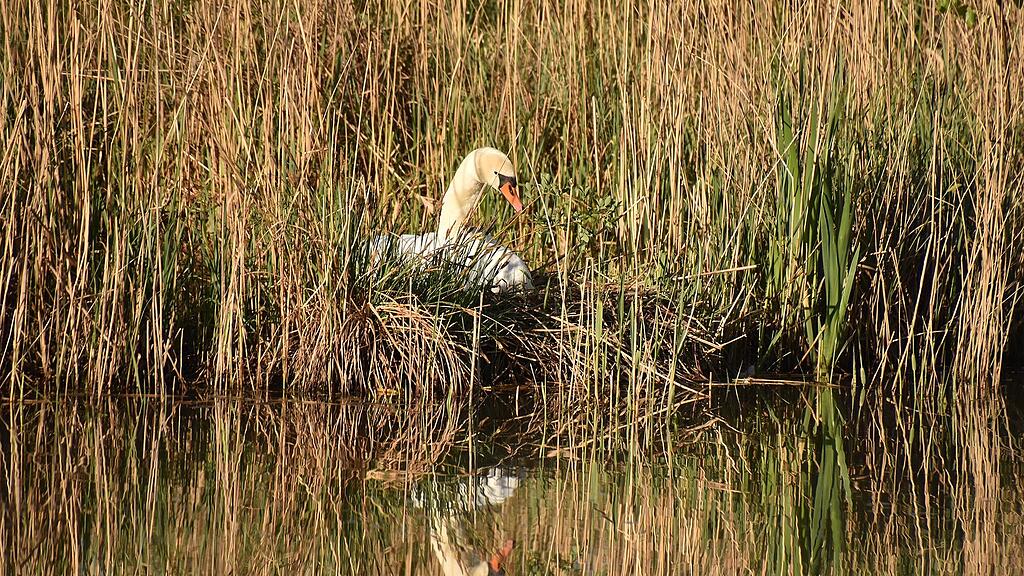 Enten Leopoldskron