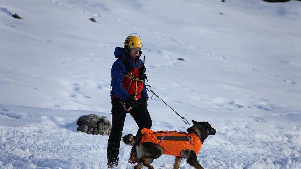 Superhunde im Einsatz