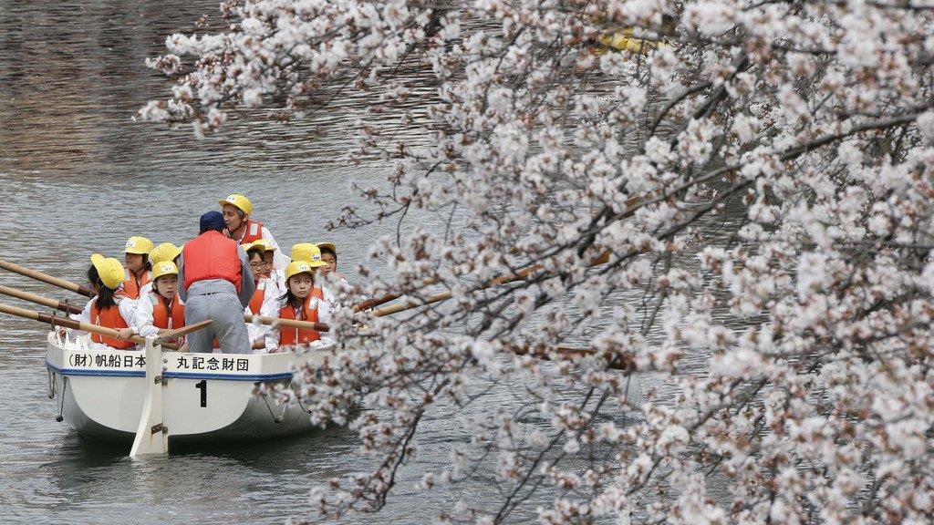 Kirschbäume in Japan in voller Pracht
