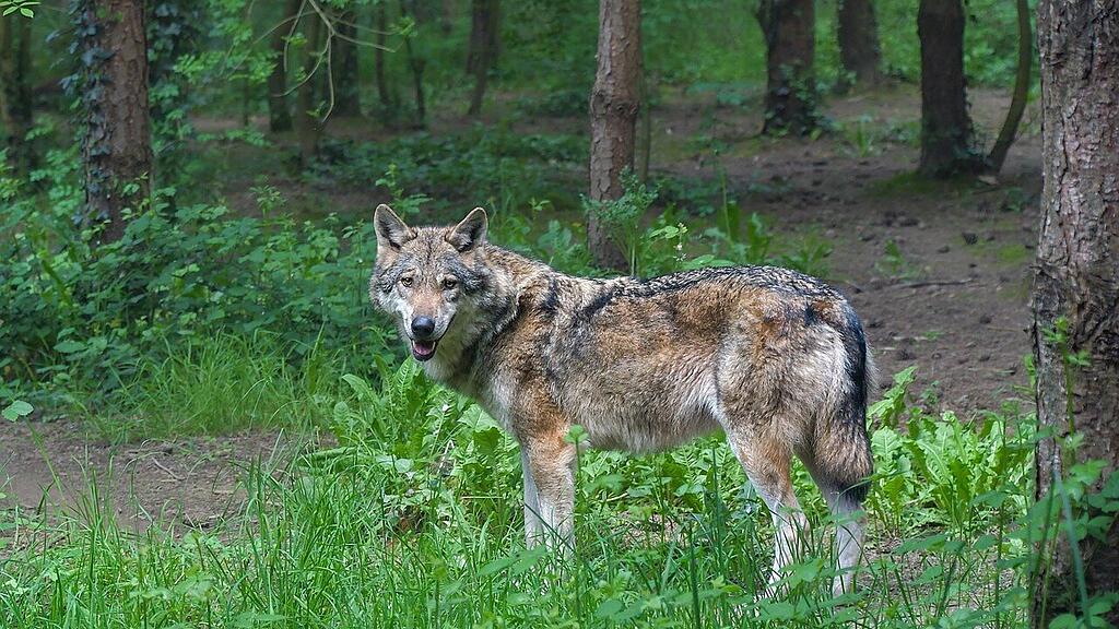 symb_Wolf