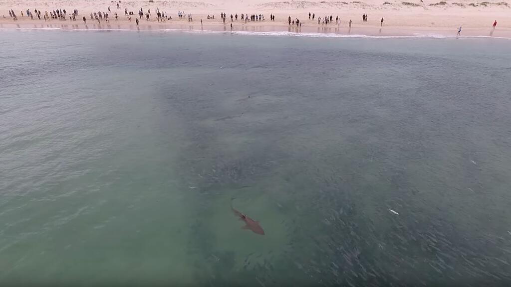 Das Video zeigt, wie nahe die Haie an den Strand kommen.