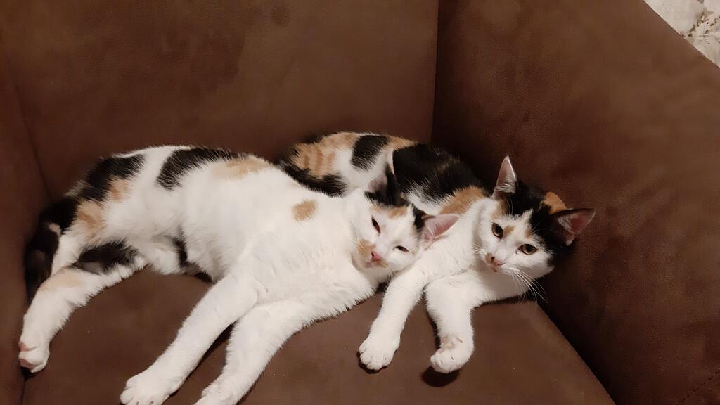 Weltkatzentag 2024