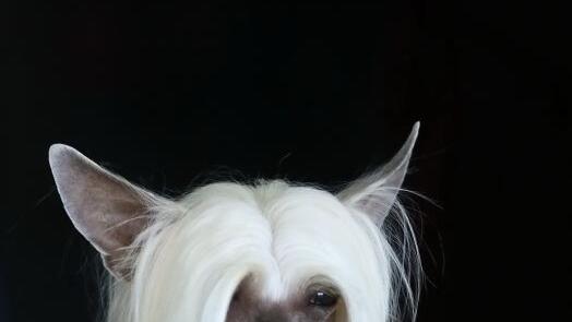 Hunde-Messe in Salzburg