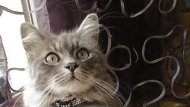Kater "Hamlet" wurde völlig verstört und verletzt aufgefunden.