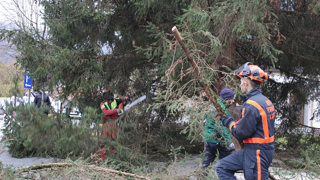 Christbaumernte