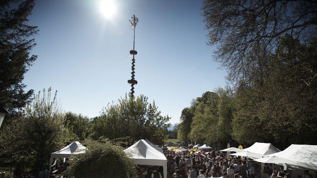 Maibaumaufstellen in Aigen