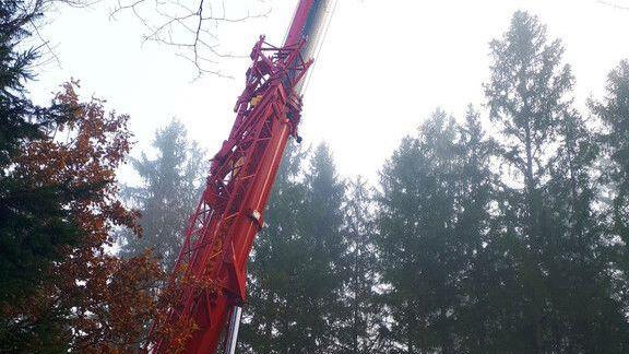 Christbaum für Salzburger Christkindlmarkt wird in Lamprechtshausen gefällt