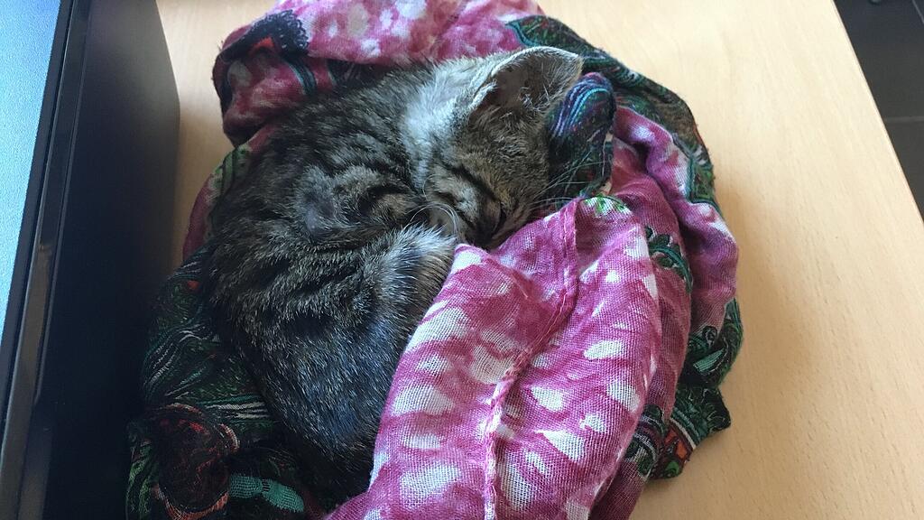 Mia, Katze in M\u00fclltonne