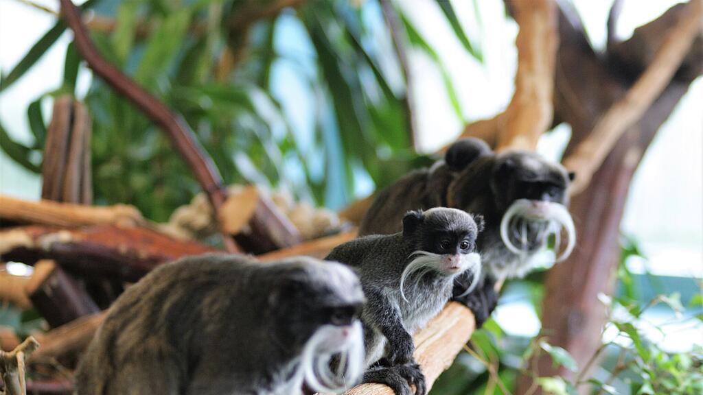 Kaiserschnurrbarttamarin Salzburg Zoo