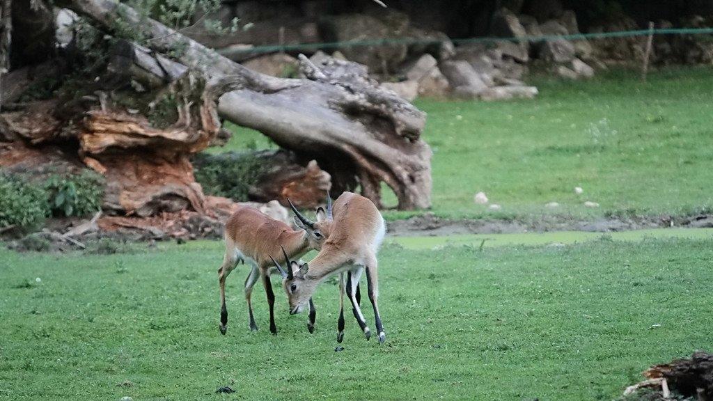 Bilder vom Nachtzoo