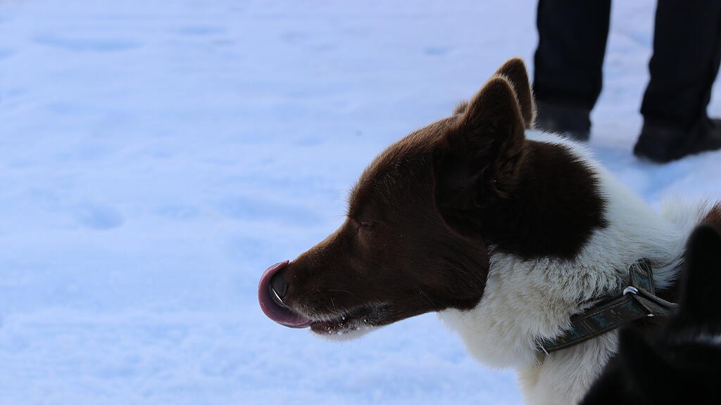 Schlittenhunderennen