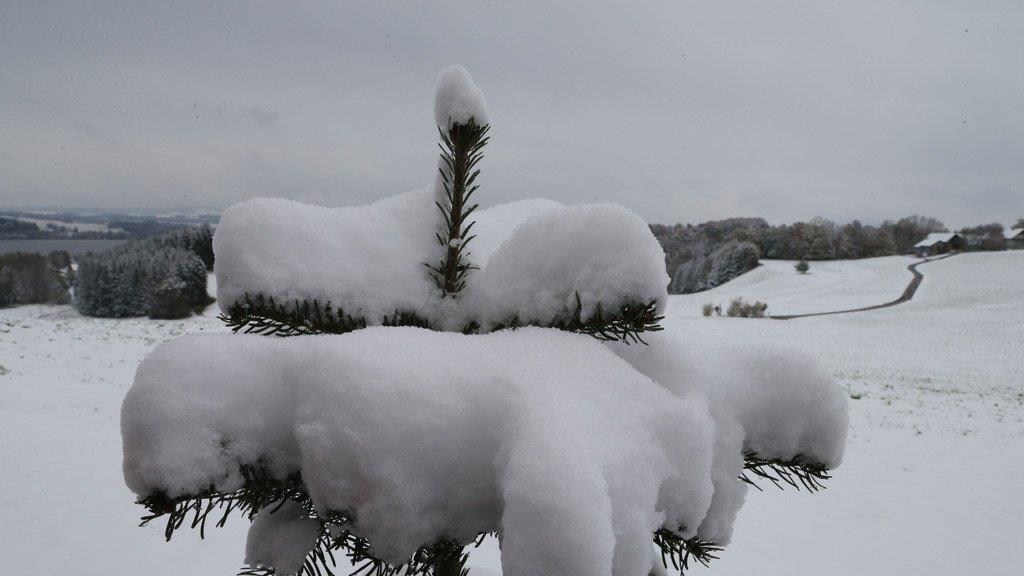 Tiere im Schnee