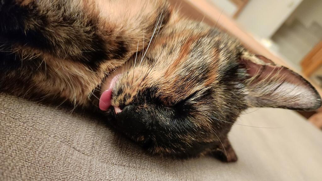 Weltkatzentag 2025