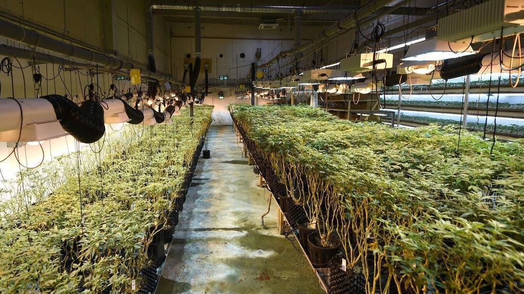 Legale Cannabiszucht