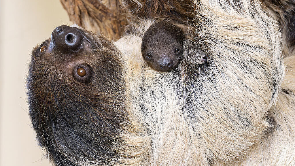 schönbrunn_0.jpg