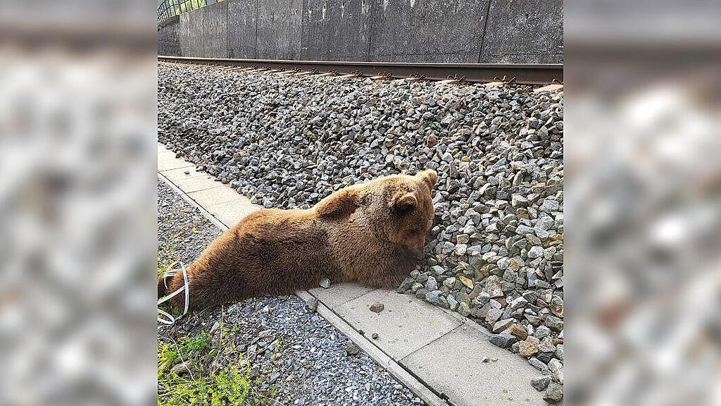 Toter Bär auf Gleisen zwischen Lend und Schwarzach