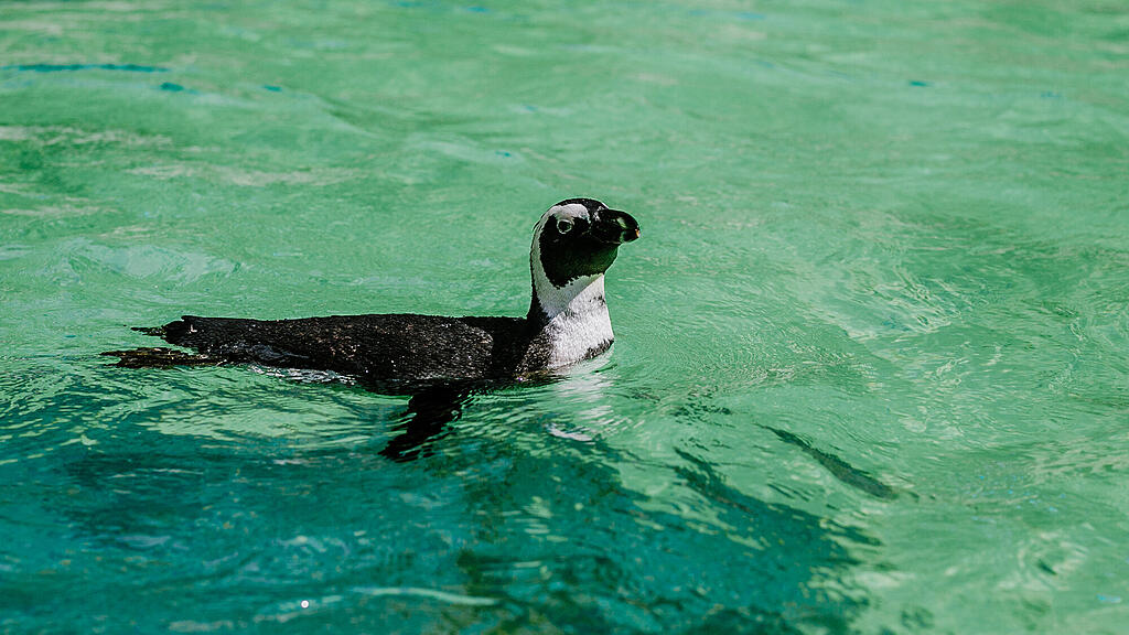 Zoo Salzburg, Brillenpinguin, Pinguin
