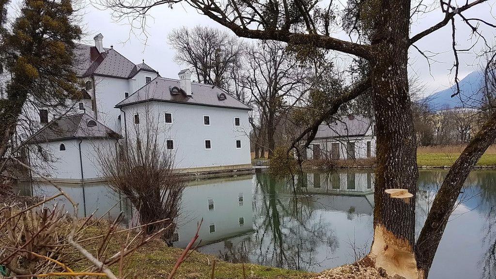 Biberschäden in Salzburg