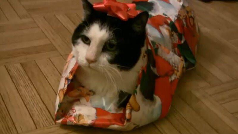 Ganz seltsamer Anblick - Katze in Geschenkpapier.