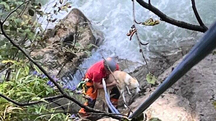 Abgestürzter Hund in Krimml gerettet